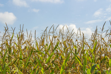 Maisfeld im September