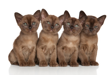 Group of Burmese kittens