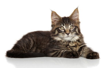 Maine Coon kitten