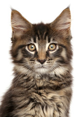 Close-up of Maine Coon kitten isolated on white background