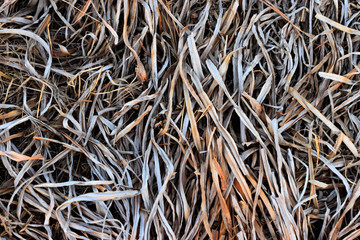 Abstraction of   the nature. Dry autumn leaves long form