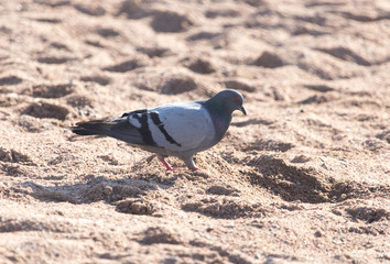 dove on the sand