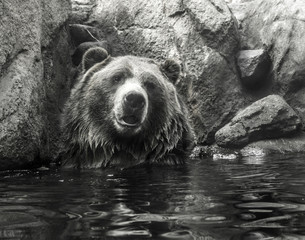 Grizzly bear - Colorado