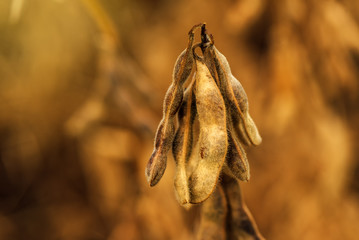 Ripe soybean pods close up