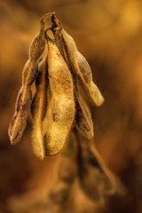 Ripe soybean pods close up