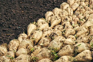 Harvested sugar beet crop root pile