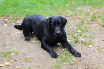 Лабрадор на природе