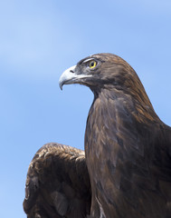 Golden Eagle - portrait, Colorado