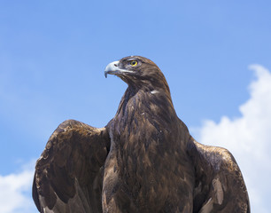 Golden Eagle - portrait, Colorado
