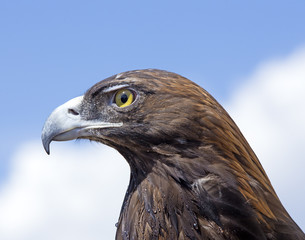 Golden Eagle - portrait, Colorado