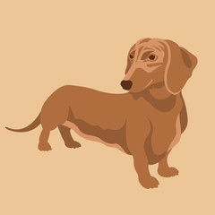 Dachshund dog vector illustration style Flat