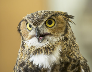 Great Horned Owl - Colorado