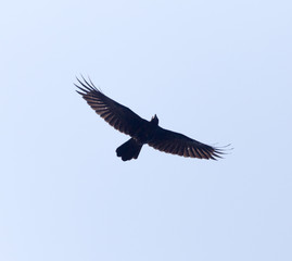 Fototapeta na wymiar Black crow in flight against blue sky