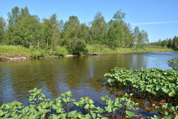 Taiga river in the Northern Urals.