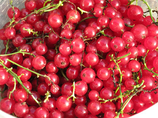 Red currant