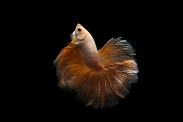 Siamese betta fish golden yellow color in black background
