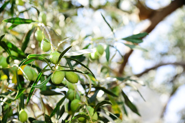 Olive tree in the sun