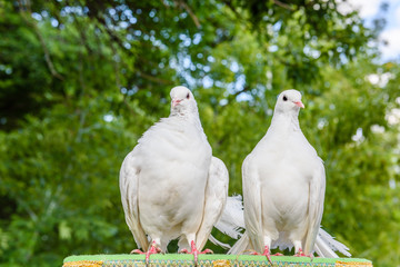 White pigeons sit on a perch