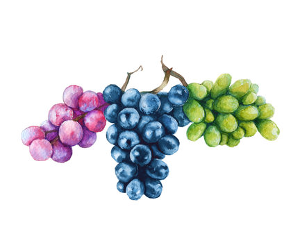 Three branches of grapes. Black, pink and green. Isolated on a white background. Watercolor illustration.