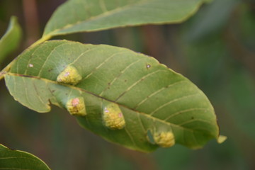 befallenes nussblatt
