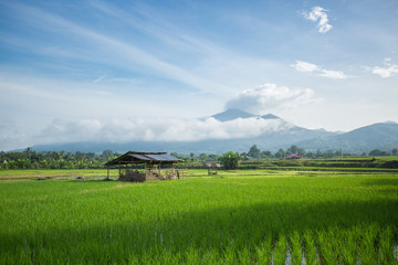 Hut in the rice field