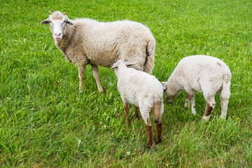 Obraz premium Hörnerschaf mit Schäfchen