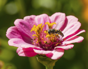 bee and a flower, summer - Colorado