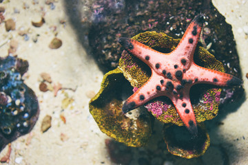 Beautiful background. Sea star.