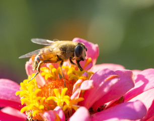 bee and a flower, summer - Colorado