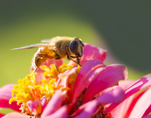 bee and a flower, summer - Colorado