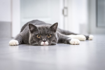 The cat lying on the floor