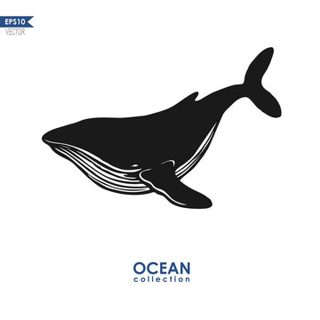 vector humpback whale