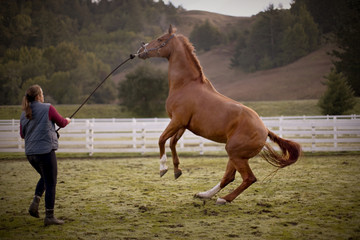 Young woman walking with her jumping brown horse in a paddock.