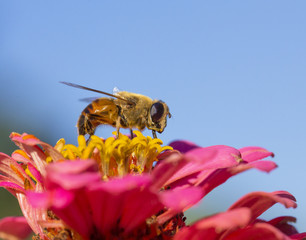 bee and a flower, summer - Colorado