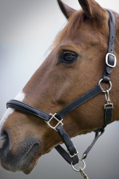 Head of a brown horse wearing a bridle.