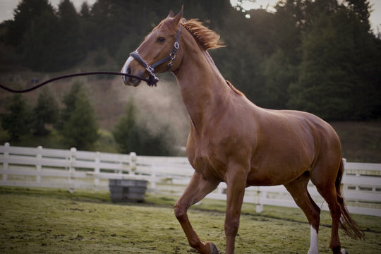Brown horse galloping in a fenced paddock.