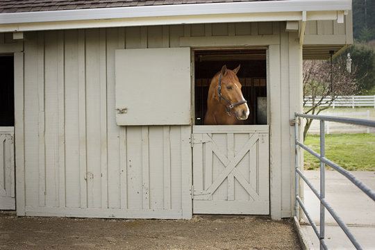 Portrait of a brown and white horse looking out of a stable door on a farm.