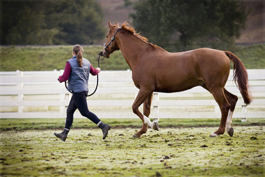 Young woman running with her brown horse in a paddock.