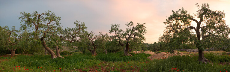 Olive tree grove panorama