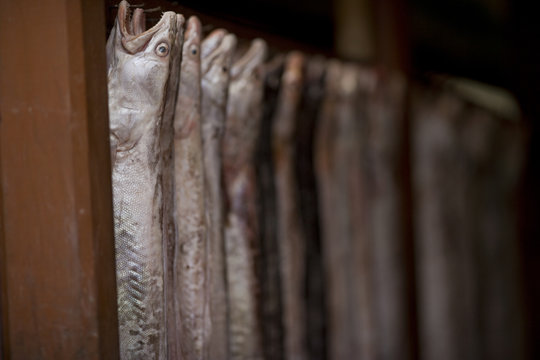 Fish hanging from nails