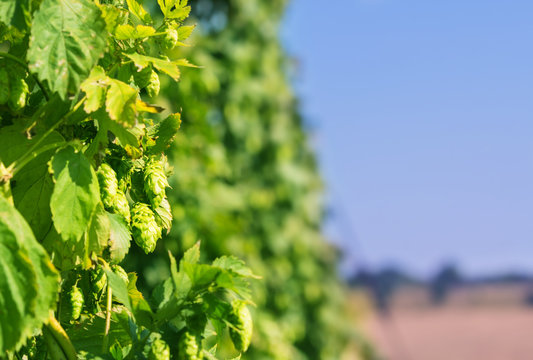 Hopfenpflanzen