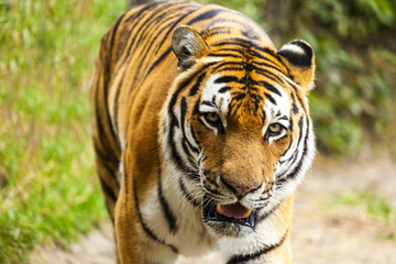 Fototapeta na wymiar Beautiful Tiger Close Up
