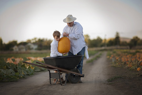 Father and his son lifting a pumpkin into a wheelbarrow.