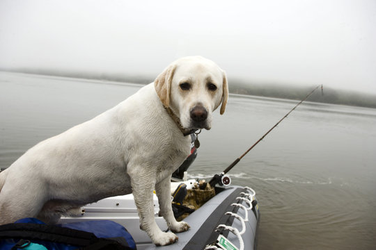 View of a pet dog on a boat.