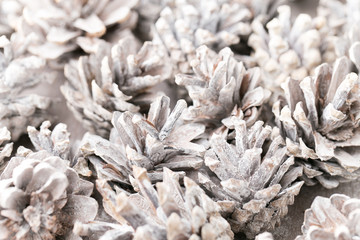 Grunge background of pine cones. Pine Cones