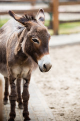 Obraz premium Portrait of a donkey on farm.