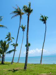 Fototapeta premium Palm trees on the beach on the island of Koh Samui in Thailand