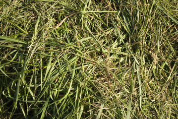 Heuwiese, Heuernte in Schleswig-Holstein