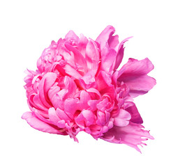 Pink peony on a white background