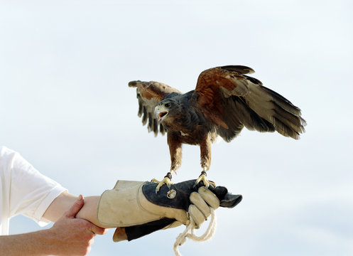 Bird of prey perched on a falconers gloved hand with its wings spread.